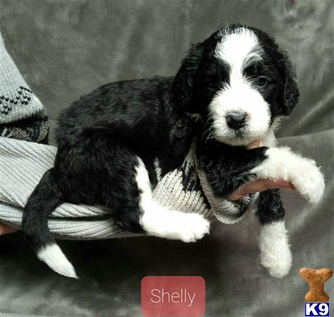 ThatLuckyDog Picture 2